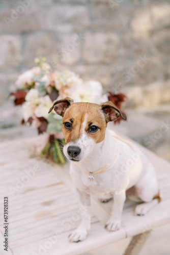 Jack Russell Terrier with wedding rings on his collar sits on a table near a bouquet of flowers