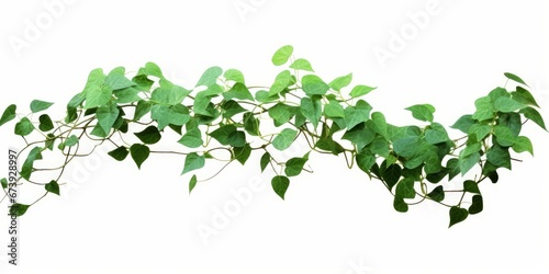 Bush grape or three-leaved wild vine cayratia (Cayratia trifolia) liana ivy plant bush, nature frame jungle border isolated on white background, clipping path, Generative AI #673928997