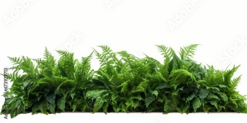 Tropical foliage plant bush nature frame layout of Fishtail fern or forked giant sword fern (Nephrolepis spp.) the shade garden landscaping shrub plant on white background with clipping, Generative AI photo