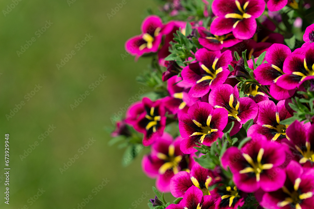 Fototapeta premium close-up bright pink violet petunia flowers, green blurred background, space for text