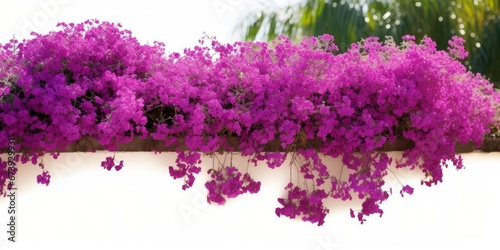 Purple Bougainvillea tropical flower bush climbing vine landscape garden plant growing in wild with fresh and some dried flower petals, Generative AI