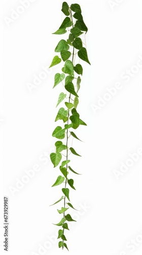 Green leaves Javanese treebine or Grape ivy (Cissus spp.) jungle vine hanging ivy plant isolated on white background with clipping path, Generative AI