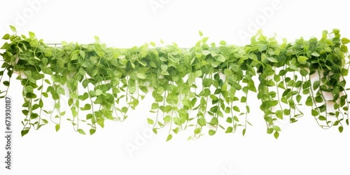 Green succulent leaves hanging vines ivy bush climbing epiphytic plant (Dischidia sp) after rain in tropical rainforest garden isolated on white background, nature backdrop with clipping,Generative AI