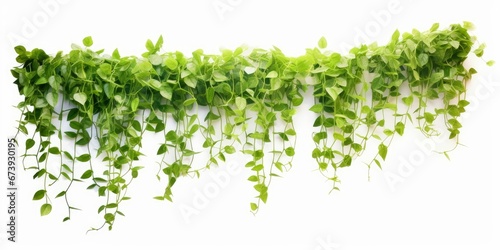 Green succulent leaves hanging vines ivy bush climbing epiphytic plant (Dischidia sp) after rain in tropical rainforest garden isolated on white background, nature backdrop with clipping,Generative AI