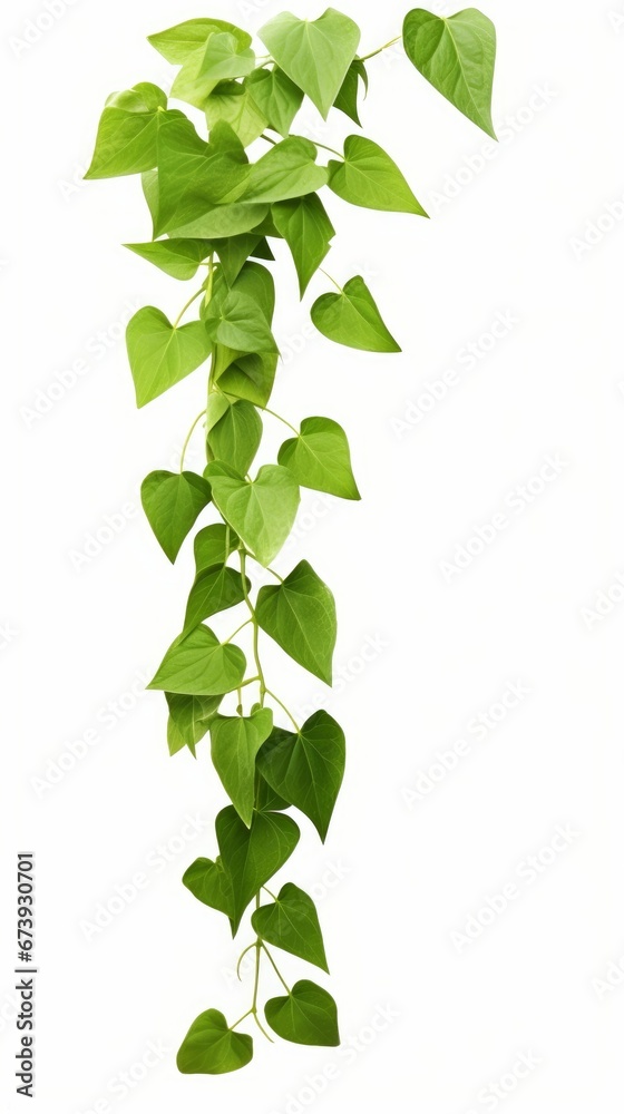 Heart shaped green leaves hanging vines liana plant isolated on white background, clipping path included, Generative AI