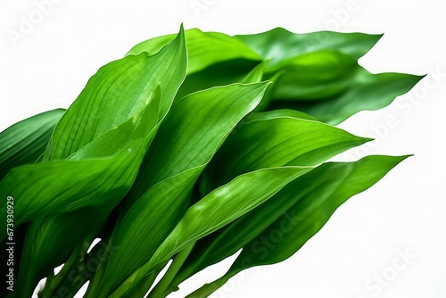 Green leaves of turmeric (Curcuma longa) ginger medicinal herbal plant, Generative AI photo