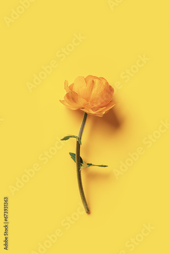 Fototapeta Naklejka Na Ścianę i Meble -  Minimal monochrome flat lay Yellow delicate wild flower peony on yellow background, copy space, aesthetic botanical design top view, natural blossoming summer bloom, holiday card, nature poster