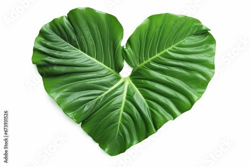 Heart shaped green leaves of Elephant Ear or Giant Taro  Alocasia species   tropical rainforest foliage garden plant isolated on white background with  Generative AI