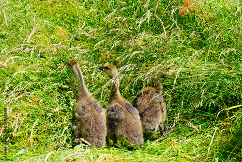 Canada goose chicks in tall grass. Water bird in natural environment on the shore. Branta canadensis. © Elly Miller