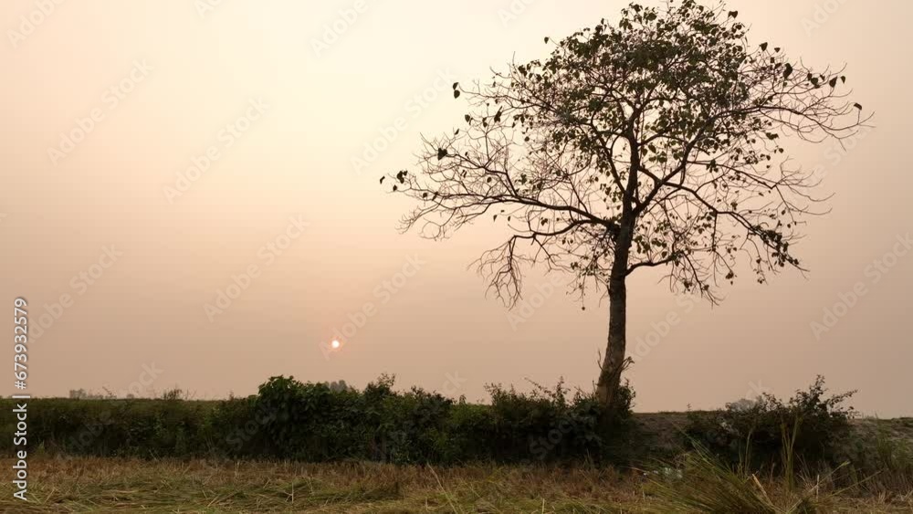 sunset over a field in the summer. Bogura, Bangladesh sunset over a field in the summer. Bogura, Bangladesh