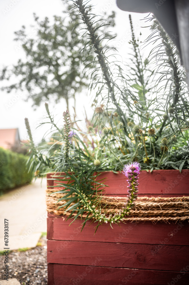 Autumn Flora on Fehmarn Island