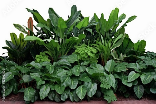 Tropical landscaping garden shrub with various types of green leaves plants  bush of lush foliage plant  Homalomena  Heliconia  Alocasia Chinese taro   Generative AI