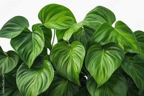 Backside of heart shape green leaves Philodendron species the tropical foliage plant, Generative AI photo