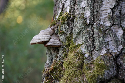 Fototapeta Naklejka Na Ścianę i Meble -  Drzewo, brzoza porośnięta grzybem, porostami