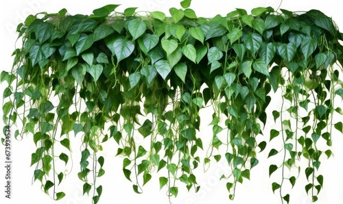 Green leaves Javanese treebine or Grape ivy (Cissus spp.) jungle vine hanging ivy plant bush, Generative AI