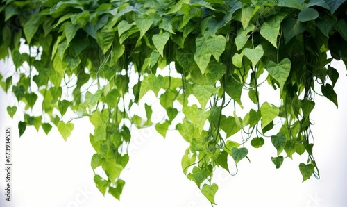 Green leaves Javanese treebine or Grape ivy (Cissus spp.) jungle vine hanging ivy plant bush, Generative AI