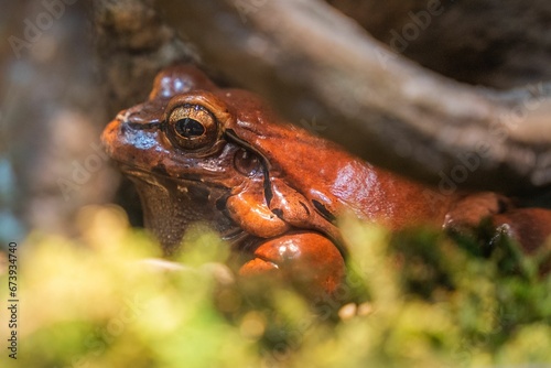 Giant ditch frog on a terracotta pot filled with moss