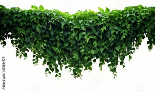 Hanging vines ivy foliage jungle bush, heart shaped green leaves climbing plant nature backdrop, Generative AI