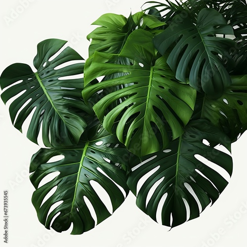 Dark green leaves of monstera or split-leaf philodendron (Monstera deliciosa) the tropical foliage plant bush popular houseplant, Generative AI