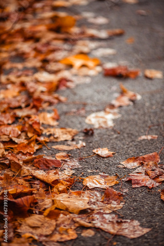 autumn leaves on wet asphalt