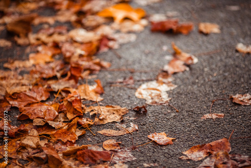 autumn leaves on wet asphalt