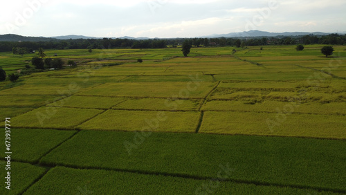 Corn Garden and Paddy field and Hut in Pong Distric Phayao Province,Northern of Thailand, Relaxing Vacation on Winter Season November 2023