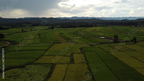 Corn Garden and Paddy field and Hut in Pong Distric Phayao Province,Northern of Thailand, Relaxing Vacation on Winter Season November 2023