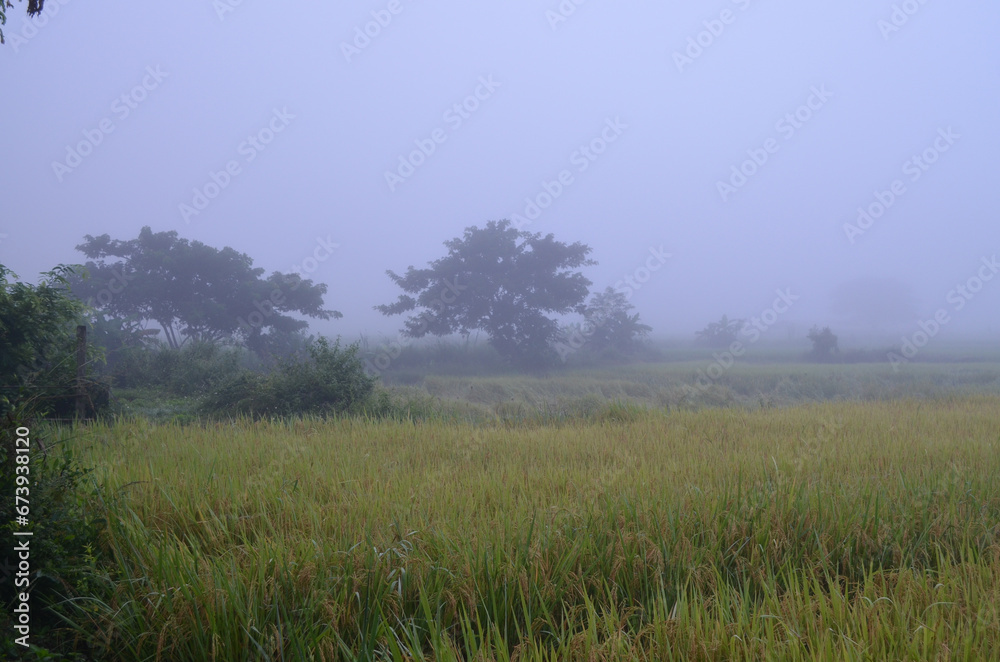 Obraz premium Corn Garden and Paddy field and Hut in Pong Distric Phayao Province,Northern of Thailand, Relaxing Vacation on Winter Season November 2023