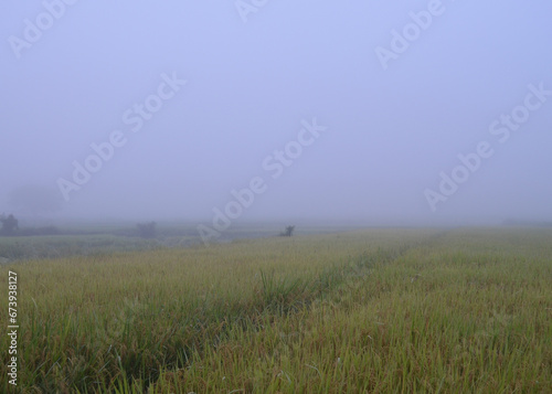 Corn Garden and Paddy field and Hut in Pong Distric Phayao Province,Northern of Thailand, Relaxing Vacation on Winter Season November 2023
