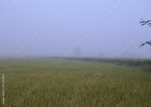 Corn Garden and Paddy field and Hut in Pong Distric Phayao Province,Northern of Thailand, Relaxing Vacation on Winter Season November 2023