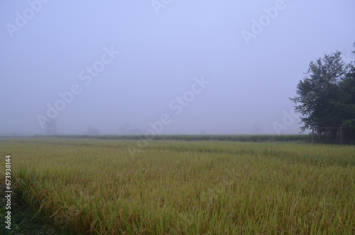 Corn Garden and Paddy field and Hut in Pong Distric Phayao Province,Northern of Thailand, Relaxing Vacation on Winter Season November 2023