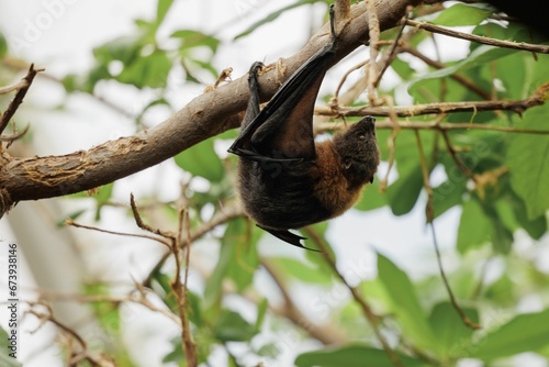 Bat hanging from the branches of a tree in a zoo