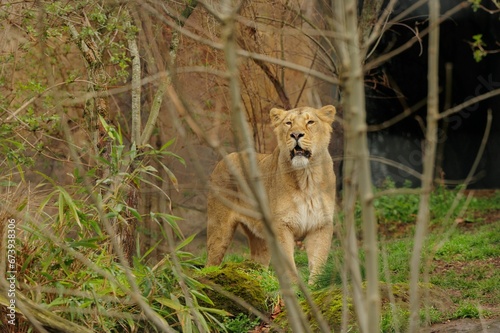 Female lion standing behind thin tree branches in a zoo