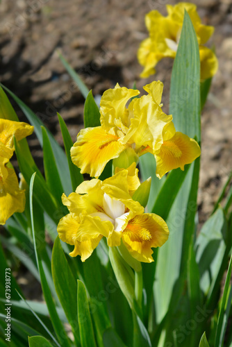 Standard Dwarf Bearded Iris Rabbits Foot flowers