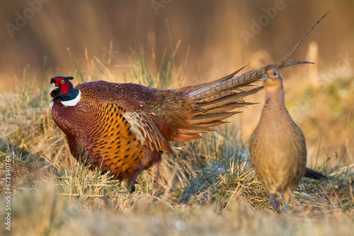 Bird - Common pheasant Phasianus colchius Ring-necked pheasant in natural habitat wildlife Poland Europe