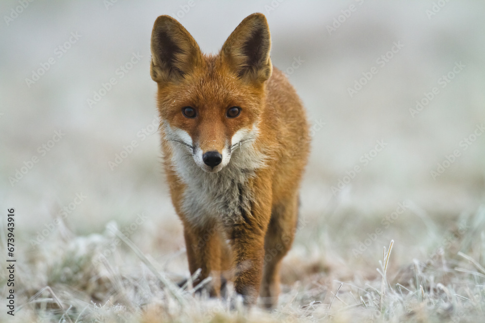 Fototapeta premium Fox Vulpes vulpes in natural scenery, Poland Europe, animal walking among meadow