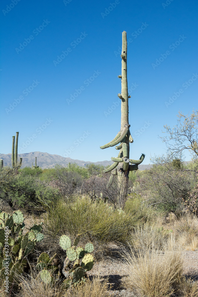 tall saguaro cactus in desert