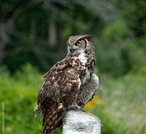 Perched Great-Horned Owl, On A Stump
