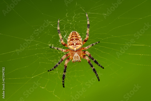Cross Orbweaver spider waiting for its next prey to be caught on its web with blurred background and copy space