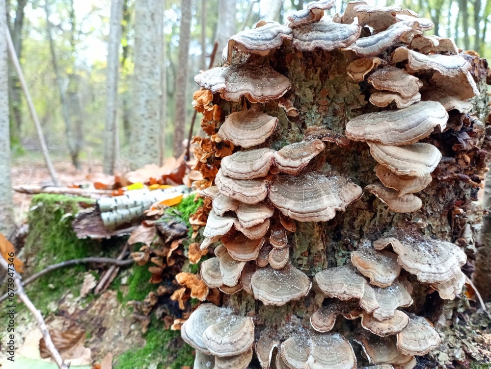 An old stump on which parasitic mushrooms grow. A group of tree fungi tinder mushrooms. Poisonous mushrooms in the forest on rotten trees. An old stump on which parasitic mushrooms grow. A group of tree fungi tinder mushrooms. Poisonous mushrooms in the forest on rotten trees.