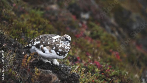 Lagopus muta, rock ptarmigan. Sedentary species which breeds across Arctic and Subarctic Eurasia. Nordic bird changes plumage becoming white. Social animals, stock video for nature documentary.