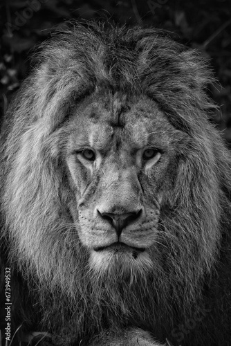 Vertical shot of a majestic lion sitting gazing at the camera