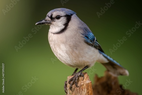 Closeup of a blue jay (Cyanocitta cristata) perched on a tree branch photo