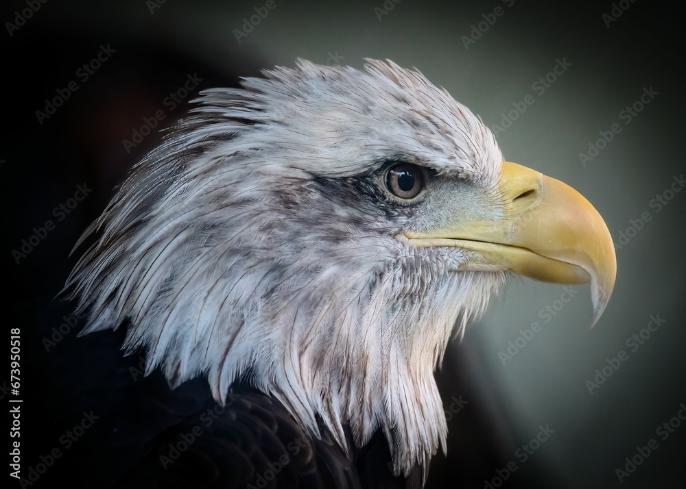 Obraz premium Closeup of a majestic eagle against a dark background.