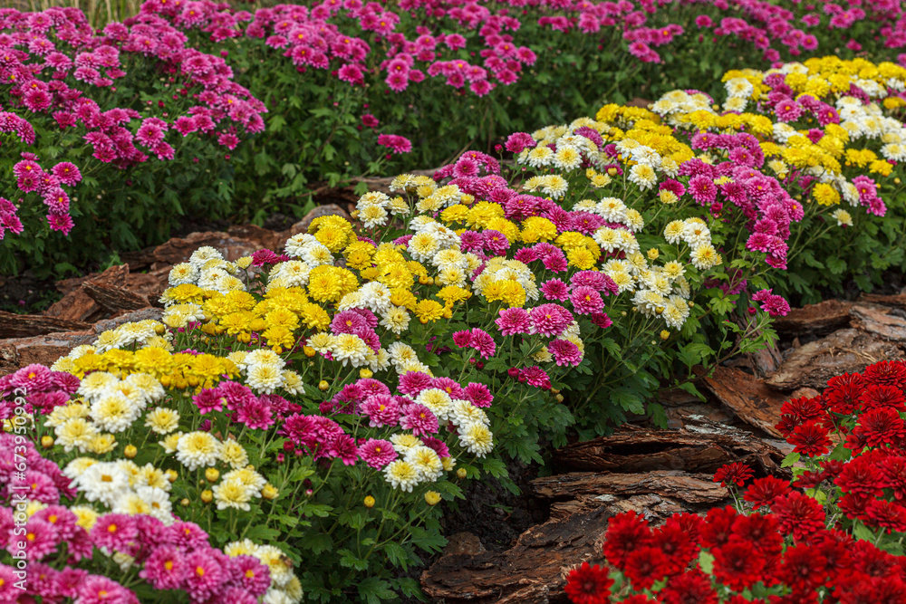 Beautiful chrysanthemum bushes yellow, red, white, pink, red colors