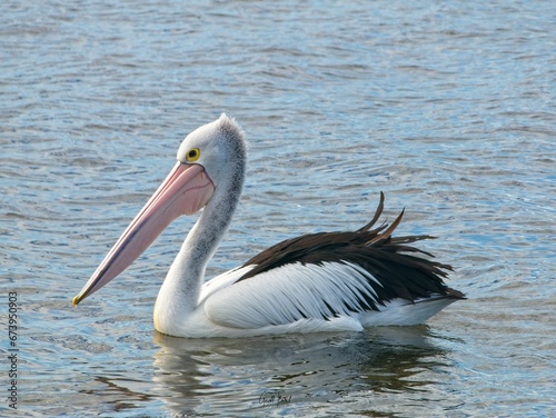 Pelican on the tranquil water