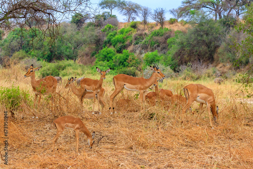 Herd of impalas (Aepyceros melampus) in Tarangire National Park, Tanzania