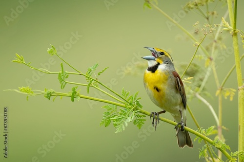 Closeup shot of a dickcissel perched on a green plant stem. Spiza americana.
