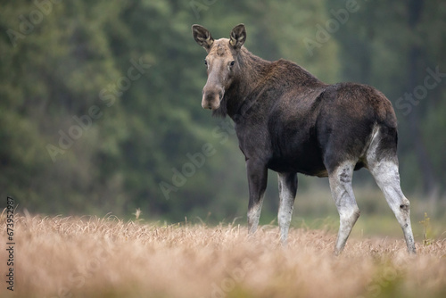Mammals female Elk Moose ( Alces alces ) North part of Poland, Europe © Marcin Perkowski