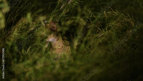 Close up of a serval (Leptailurus serval), a wild cat of south africa at night walking in grass.  photo